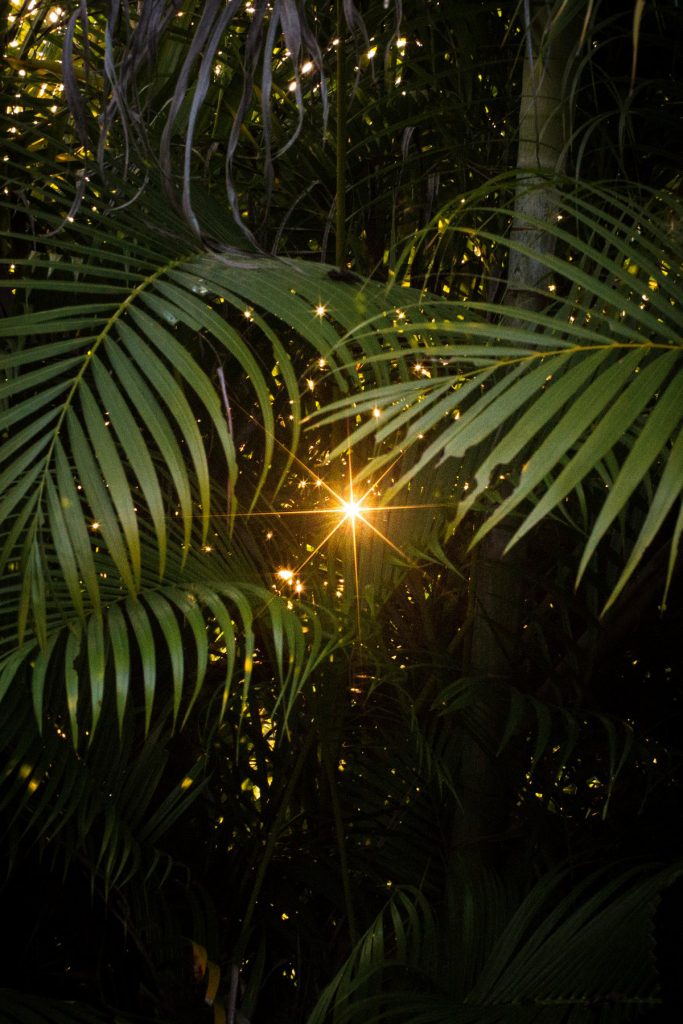 Photographe en Guadeloupe