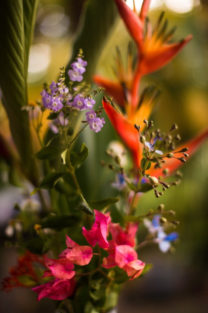 Photographe en Guadeloupe