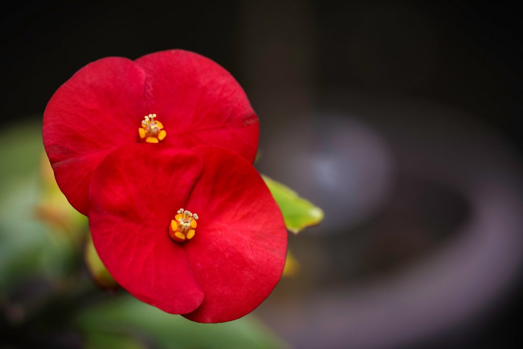 Photographe en Guadeloupe