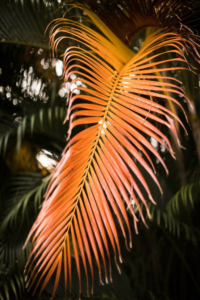 Photographe en Guadeloupe