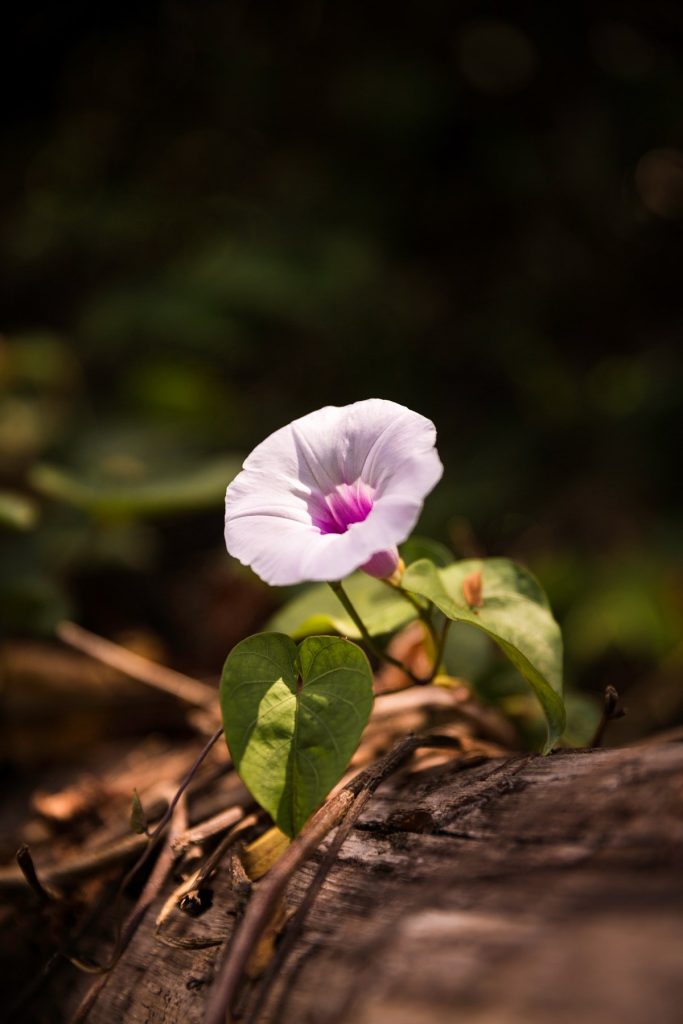 Photographe en Guadeloupe