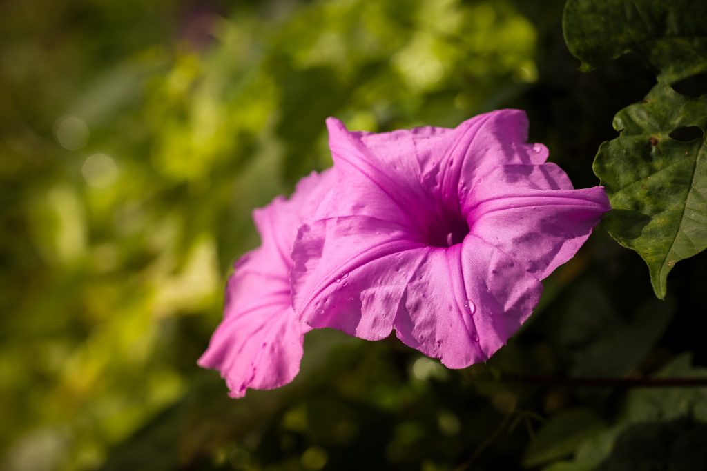Photographe en Guadeloupe