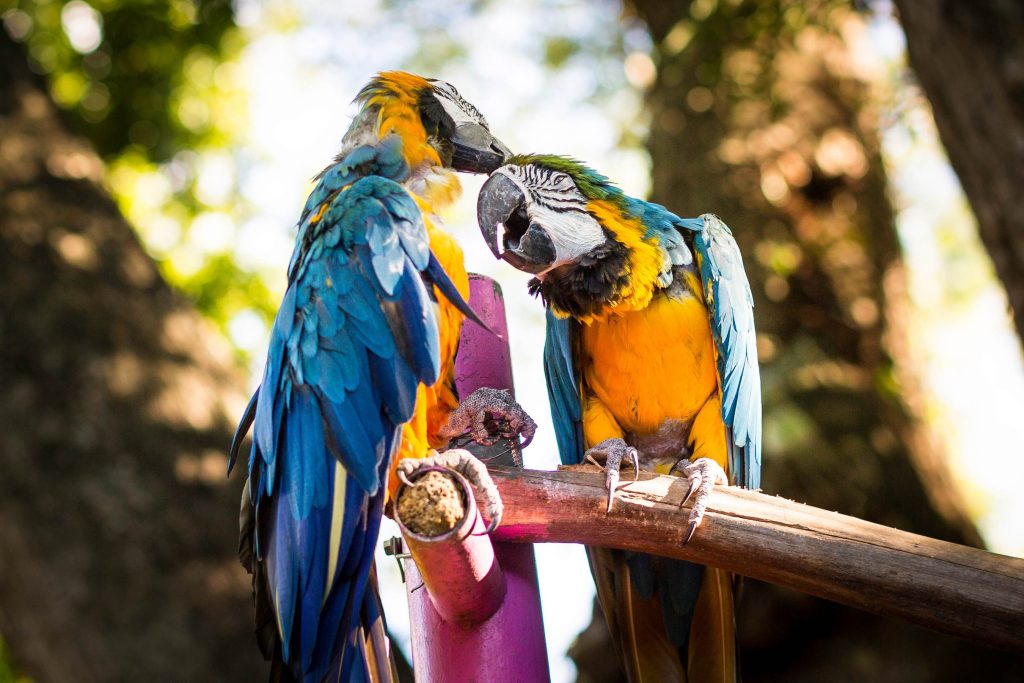 Photographe en Guadeloupe