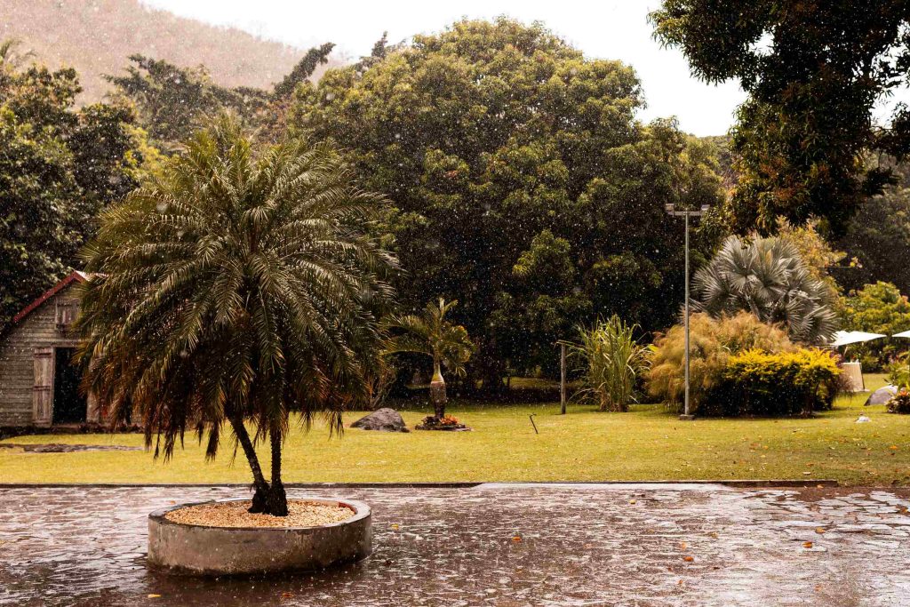 L'Habitation l'oiseau sous la pluie